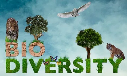 Đô thị hóa nhanh làm tổn thất hệ thống lương thực và đe dọa đa dạng sinh học ở châu Phi