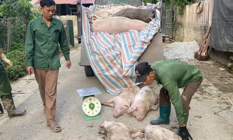 Ứng phó với dịch tả lợn châu Phi