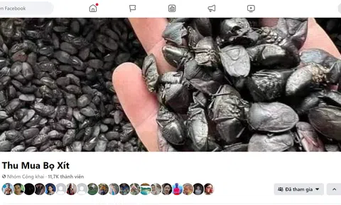 Công an cảnh báo người dân cảnh giác với hoạt động thu mua bọ xít đen giá cao
