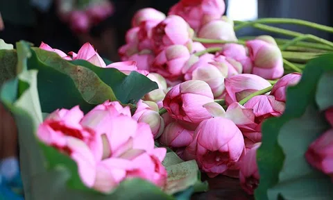 Hà Nội: Lần đầu tiên tổ chức Lễ hội Sen Hà Nội và giới thiệu sản phẩm OCOP các tỉnh miền núi phía Bắc năm 2024