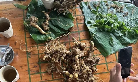 Kon Tum: Khởi tố vụ án về hành vi “Lừa đảo chiếm đoạt tài sản” bằng hình thức bán cây giống sâm Ngọc Linh giả