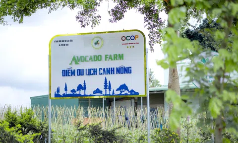 Avocado Farm - Mô hình du lịch canh nông đầu tiên trên vựa rau lớn nhất của tỉnh Lâm Đồng