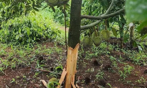 Đắk Lắk: Kẻ gian phá hoại Vườn sầu riêng của 2 hộ dân đang chuẩn bị cho thu hoạch