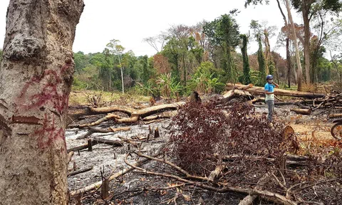 Gia Lai: Diện tích rừng tự nhiên giảm lớn do sai sót trong quá trình kiểm kê