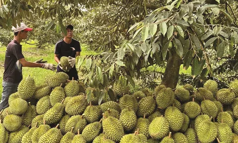 Lễ hội Sầu riêng huyện Krông Pắc lần thứ II năm 2024 với nhiều hoạt động hấp dẫn du khách