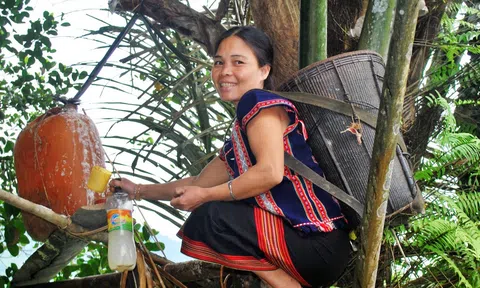 Độc đáo cách "nấu rượu" Tavak trên cây của người Cơ Tu