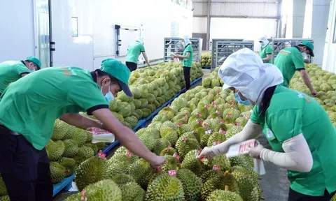 Cơ hội và giải pháp kết nối sản xuất giao thương xuất khẩu nông sản ở Tây Nguyên