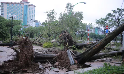 Báo số 3: Nhiều cây cối bị gãy đổ, bật gốc tại khu vực quận Tây Hồ, Hà Nội sau khi bão đi qua