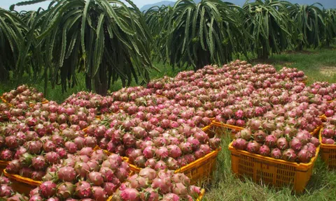 Nguồn cung rau quả vẫn khá dồi dào trong 8 tháng năm 2024