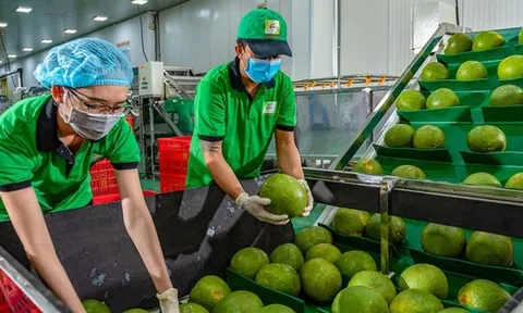 Nỗ lực mở cửa cho nông sản tiếp cận thị trường Mỹ