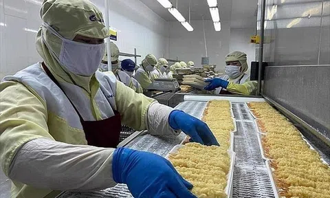 Tháo gỡ rào cản để ngành tôm phát triển bền vững