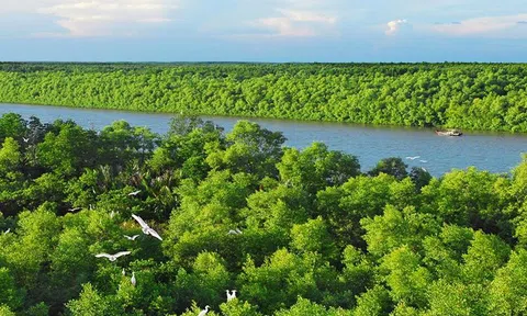 Phát huy các giá trị nguồn lợi từ rừng gắn với mục tiêu Net-Zero và phát triển bền vững