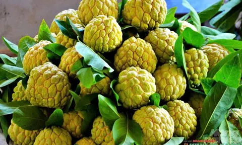 Tuyên Quang - Cao điểm mùa na dai Lực Hành