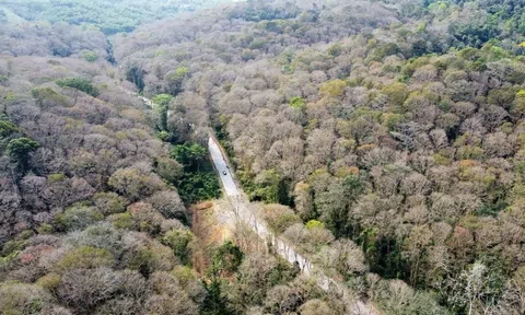 Nghệ An: Thêm 24 cộng đồng dân cư được chi trả nguồn lợi từ thoả thuận giảm phát thải nhà kính vùng Bắc Trung Bộ