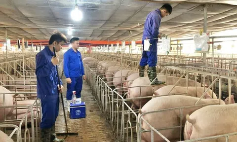 Đẩy nhanh lộ trình để ngành chăn nuôi thực hiện kiểm kê khí nhà kính