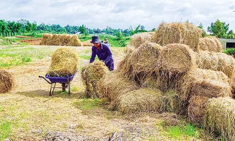 Vẫn còn nhiều nan giải trong việc xử lý rơm rạ nhằm giảm phát thải khí nhà kính