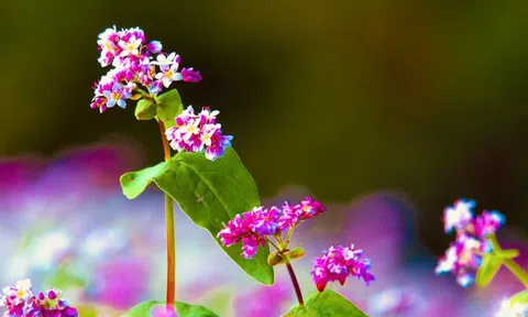 Rực rỡ sắc hoa Tam giác mạch trên sườn cao nguyên đá Hà Giang