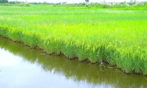 Canh tác lúa giảm phát thải khí mê – tan: Khi người phụ nữ được quyền truyền cảm hứng