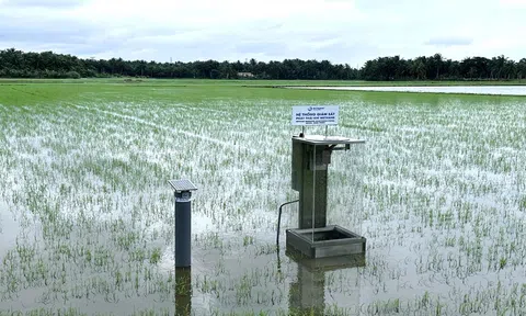 Mạng lưới giám sát phát thải khí mê-tan: Công nghệ hỗ trợ canh tác lúa thông minh và bền vững