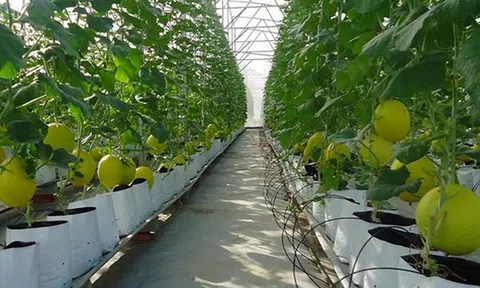 Phát triển nông nghiệp công nghệ cao ở huyện Ba Vì kỳ vọng tạo sức lan tỏa kinh tế xanh Thủ đô