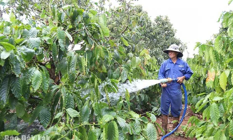 Công nghệ tưới tiết kiệm nước giúp đối phó với hạn hán tại Tây Nguyên