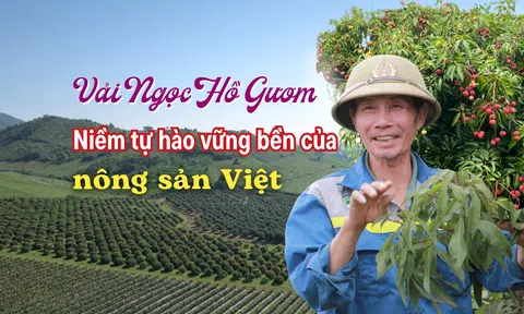 Vải Ngọc Hồ Gươm - Niềm tự hào vững bền của nông sản Việt