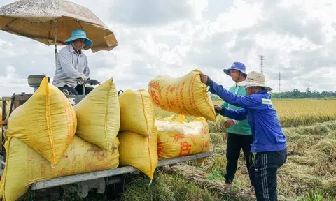 Tìm giải pháp để doanh nghiệp và nông dân liên kết sản xuất lúa gạo