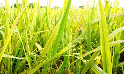 Thọ Xuân (Thanh Hóa): Hơn 27 ha lúa vụ xuân bị thoái hóa đầu bông