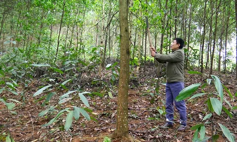 Yên Bái: Đẩy mạnh trồng rừng theo tiêu chuẩn FSC