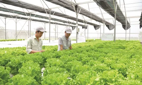 Chuẩn hóa thủ tục công nhận vùng nông nghiệp ứng dụng công nghệ cao