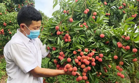 Nông dân yên tâm sản xuất vải thiều nhờ sự hỗ trợ từ ngành ngân hàng