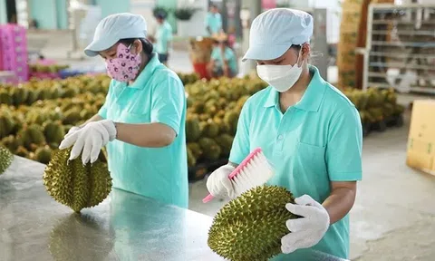 Bảo đảm uy tín cho sầu riêng Việt Nam