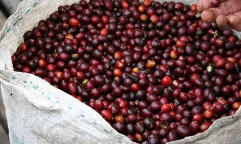 Giá cà phê hôm nay 6/6: Thị trường trong nước phục hồi, tăng cao về ngường 114.100 đồng/kg