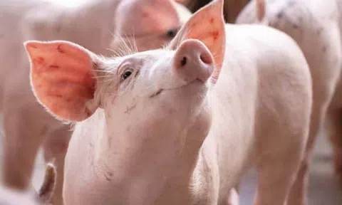 Giá heo hơi hôm nay 6/6: Thị trường heo hơi ổn định trở lại