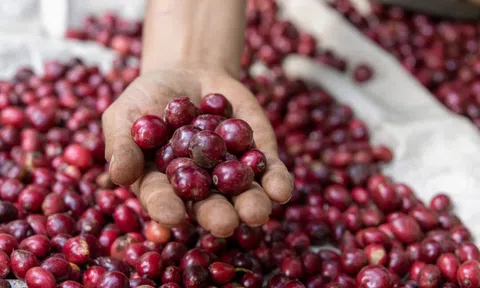 Giá cà phê hôm nay 7/6/2025: Giá cà phê tăng mạnh trở lại