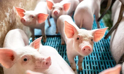 Giá heo hơi hôm nay 7/6/2025: Chưa có dấu hiệu điều chỉnh mới, cao nhất 75.000 đồng/kg