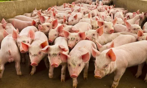 Giá heo hơi hôm nay 9/6/2025: Chững lại ở cả 3 miền