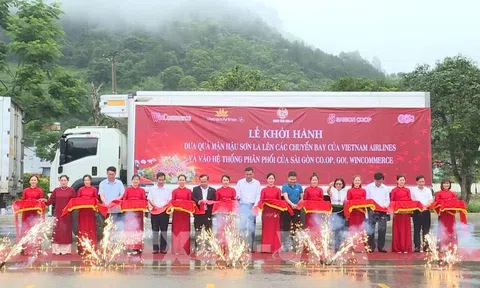 Đưa mận hậu Sơn La lên các chuyến bay