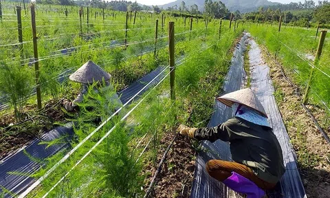 Hộ gia đình sản xuất nông nghiệp không phải đăng ký hộ kinh doanh