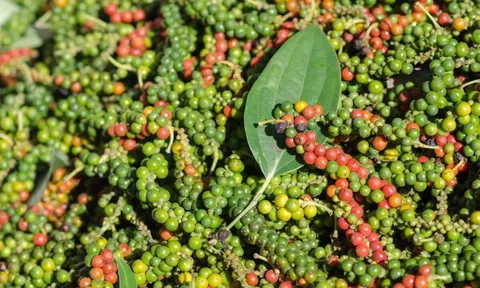 Giá tiêu hôm nay 11/6: Giảm nhẹ rải rác