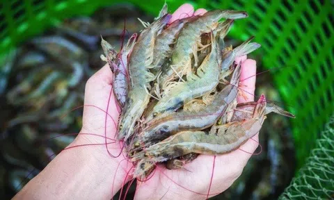 Giá tôm tăng cao nhất trong vòng 1 năm qua, người nuôi lãi cao