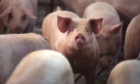 Giá heo hơi hôm nay 15/6/2025: Miền Trung miền Nam giữ giá ổn định, miền Bắc đi ngang