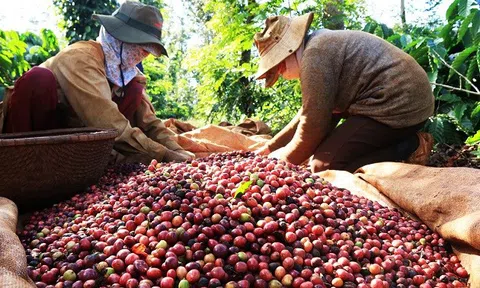 Giá cà phê hôm nay 17/6/2025: Sắc đỏ bao trùm, robusta giảm xuống mức thấp nhất trong 10 tháng