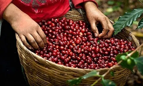 Giá cà phê hôm nay 22/6/2025: Giá cà phê rớt tự do