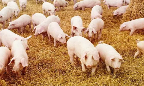 Giá heo hơi hôm nay 22/6/2025: Thị trường ba miền đi ngang, không có biến động