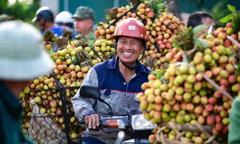 Hải Dương: Mùa vải bội thu, một xã ở huyện Thanh Hà thu 455 tỷ đồng
