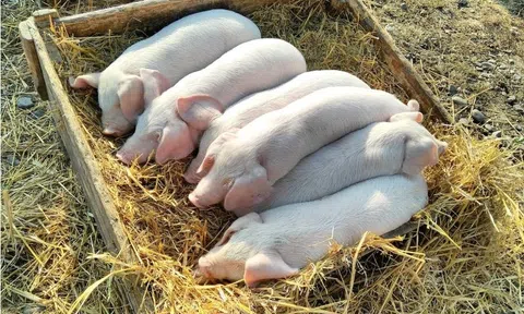 Giá heo hơi hôm nay 24/6/2025: Miền Trung, miền Nam giảm 1.000 đồng/kg