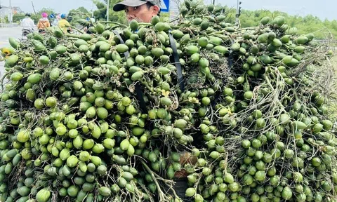 Việt Nam nhập khẩu cau tăng vọt