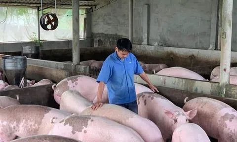 Giá heo hơi hôm nay 25/6/2025: Giữ nguyên trên toàn quốc