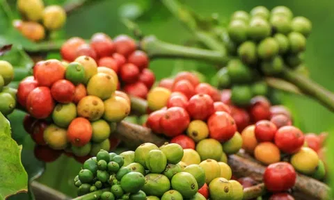 Giá cà phê hôm nay 26/6/2025: Quay đầu lao dốc